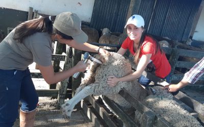 Curso de Inseminación de Ovinos