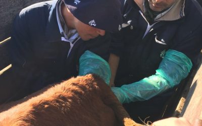Curso de Inseminación de Vacunos