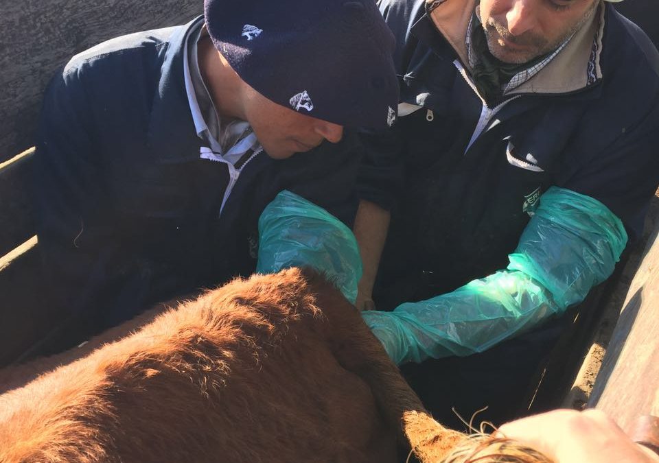 Curso de Inseminación de Vacunos
