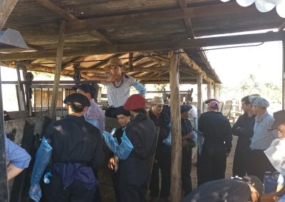 curso inseminación de vacunos