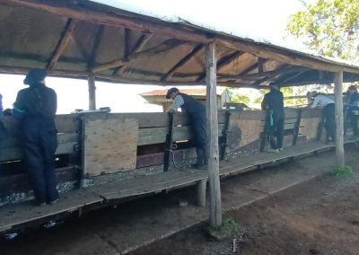 curso inseminación de vacunos