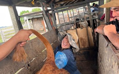 Curso «Inseminación Artificial en Vacunos», Mayo 2026