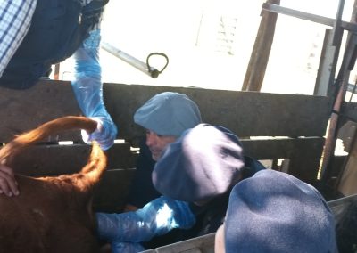 curso inseminación de vacunos