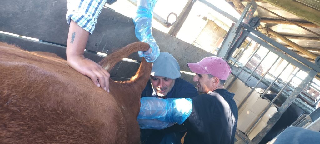 curso inseminación de vacunos