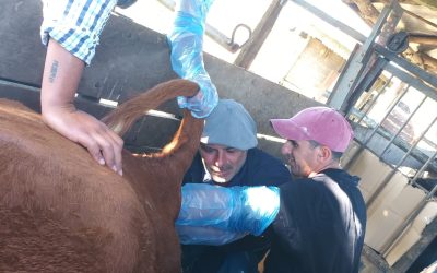 Curso de inseminación de vacunos – 2025