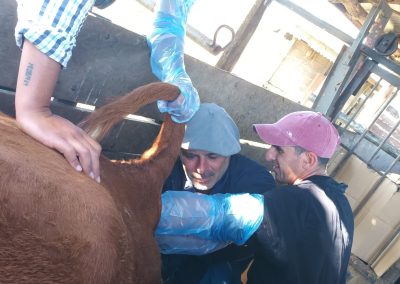 curso inseminación de vacunos