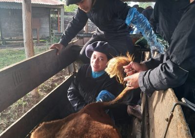 curso inseminación de vacunos