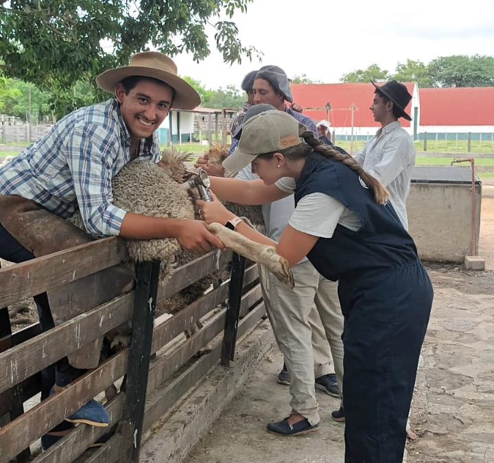 Curso de Inseminación artificial en Ovinos -Marzo 2026