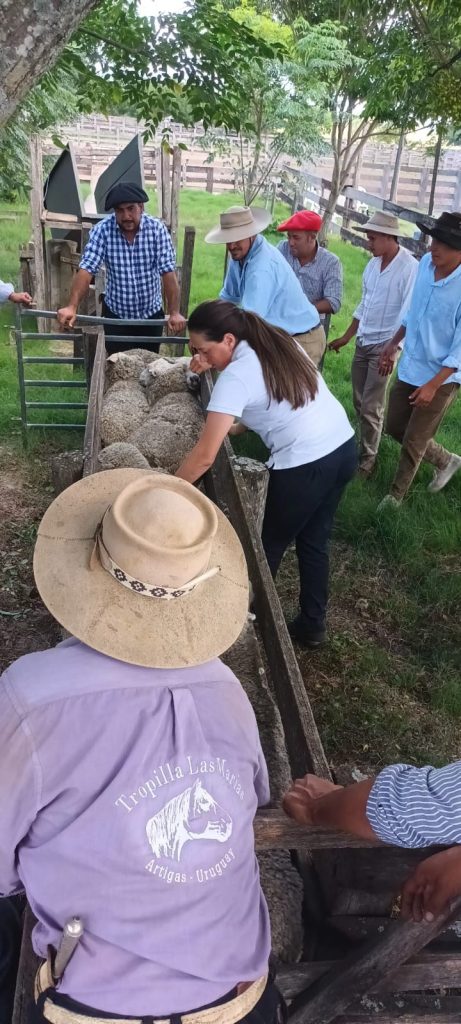 selección de borregos
