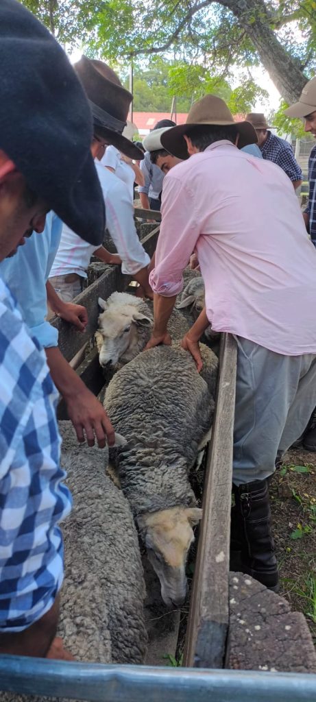 curso de encargados seleccionando borregos
