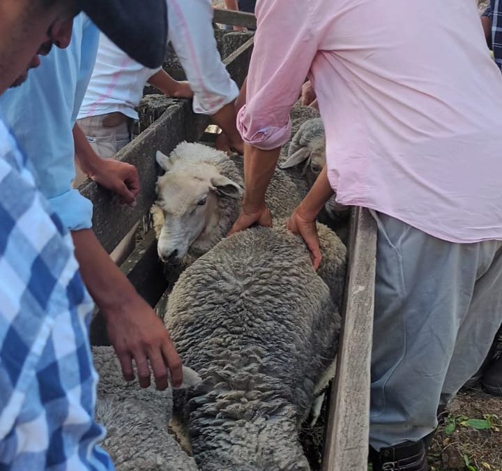 seleccionando borregos